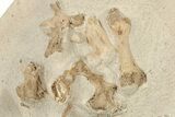 Disarticulated Mosasaur (Tethysaurus) Skeleton - Asfla, Morocco #229614-7